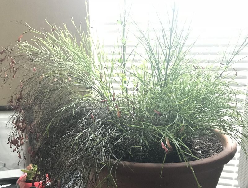 Pests and Problems of Firecracker Plant Care