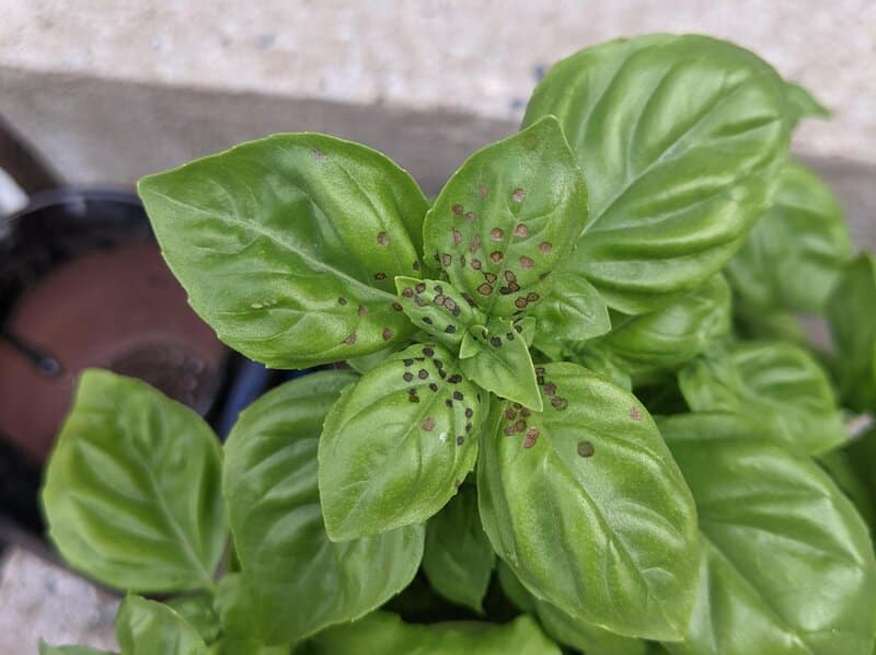 Basil