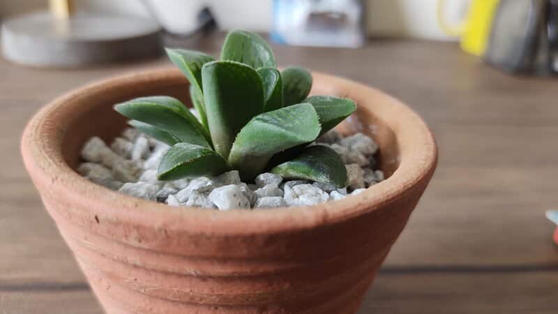 Haworthia Retusa Common Problems