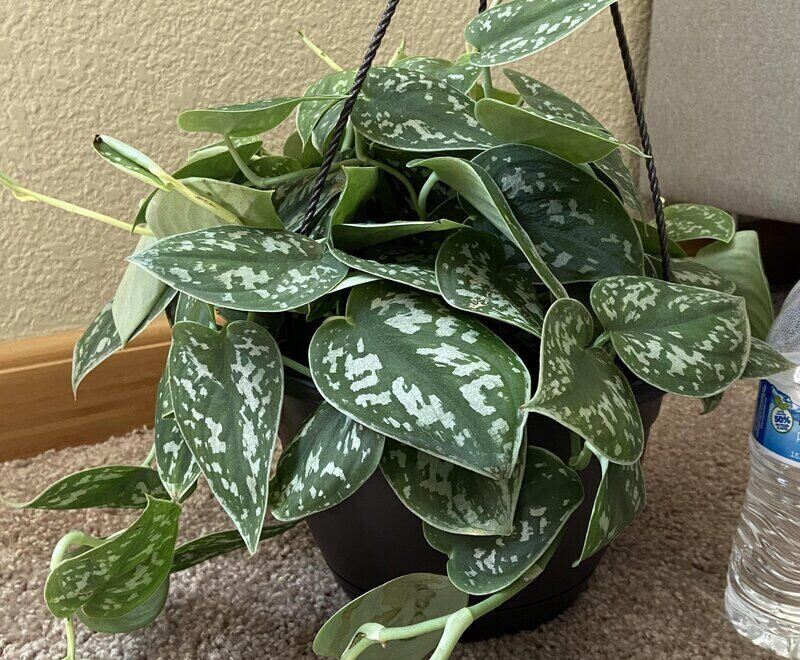 Scindapsus Pictus ‘Exotica’ - Satin Pothos