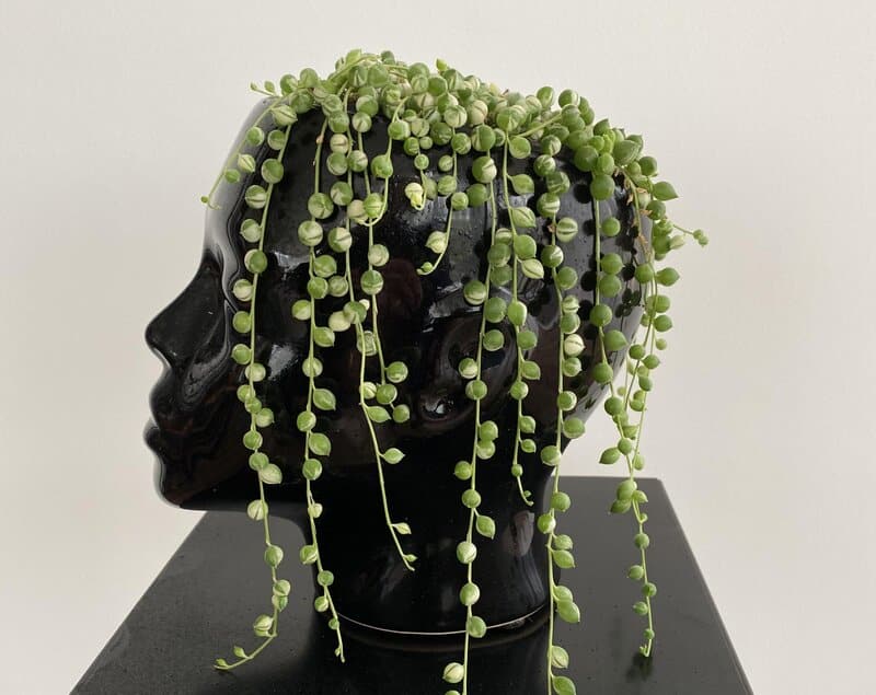 Senecio Rowleyanus – String of Pearls