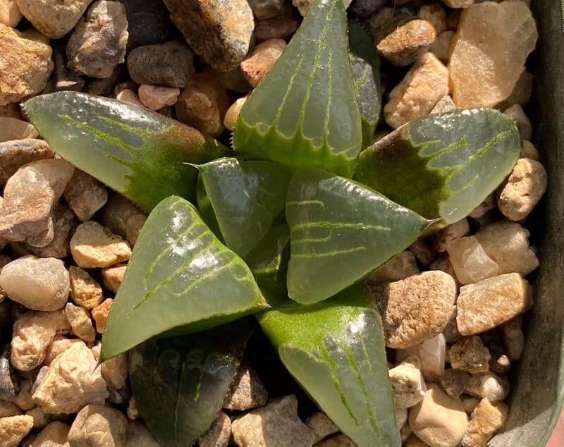 Haworthia Retusa Propagation