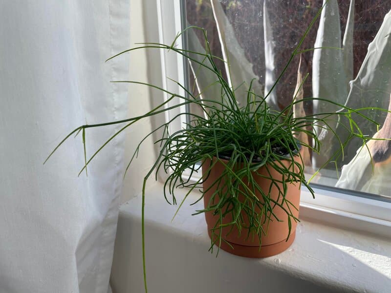 Rhipsalis Baccifera - Mistletoe Cactus