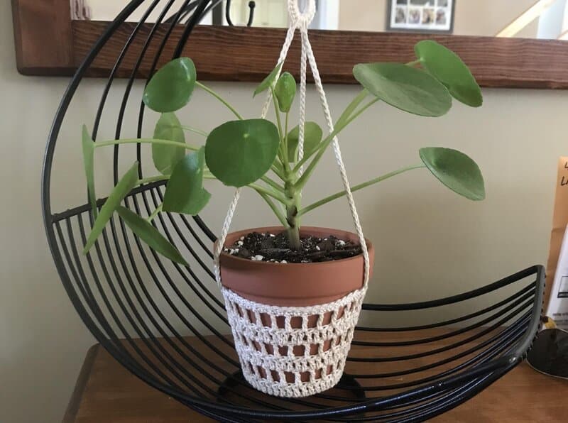 Chinese Money Plant