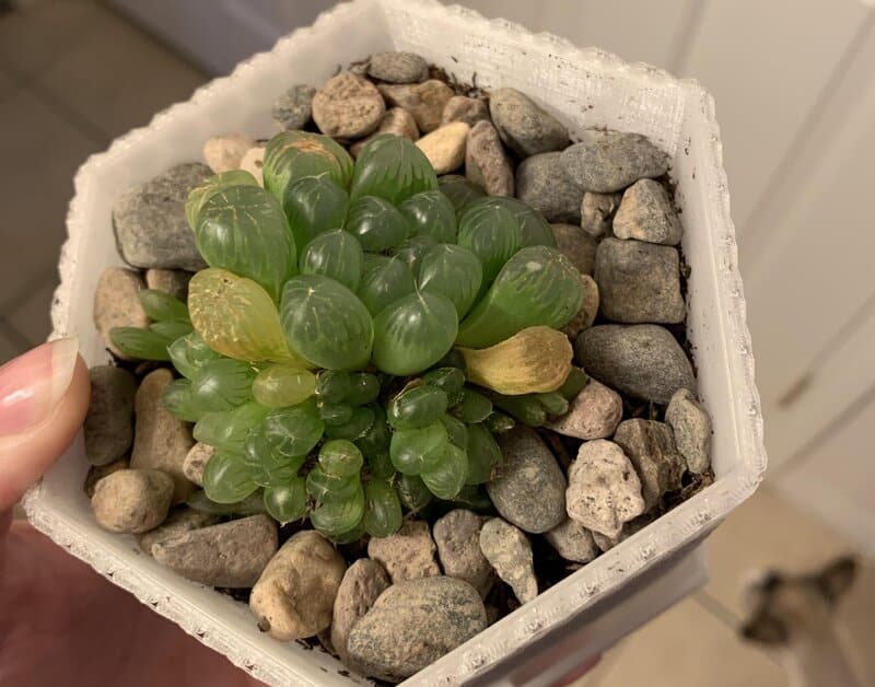 Common Problems of Haworthia Cooperi Care