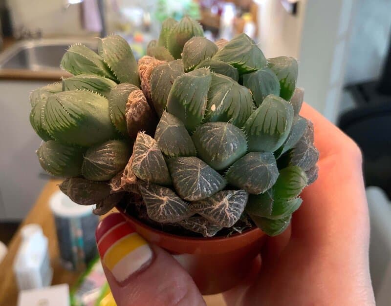 Haworthia cooperi new roots