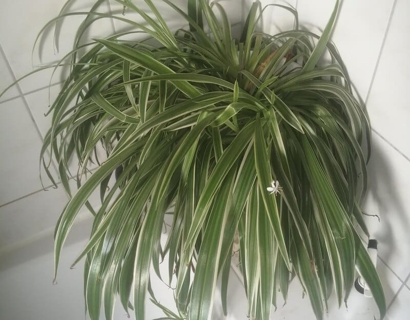 Chlorophytum Comosum