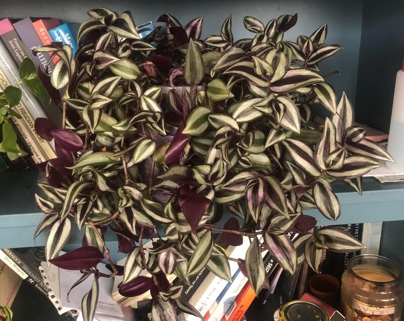 Tradescantia Zebrina – Silver-Inch Plant