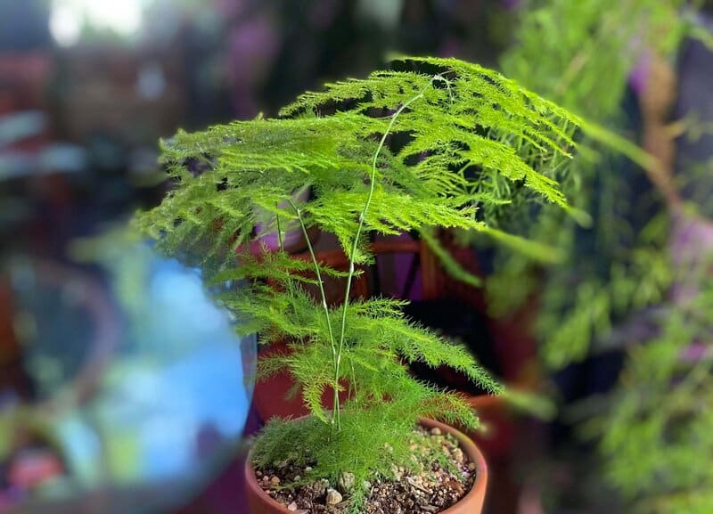 Asparagus Fern