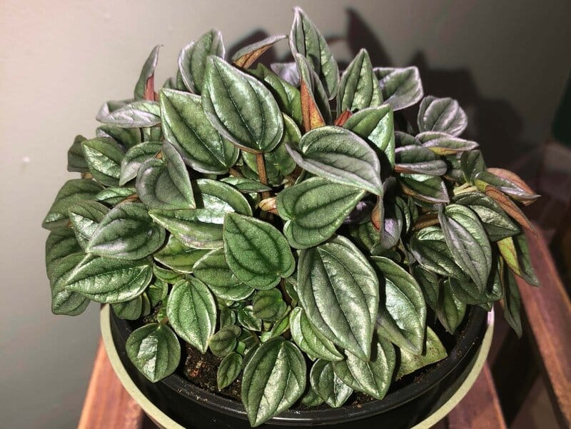 Peperomia