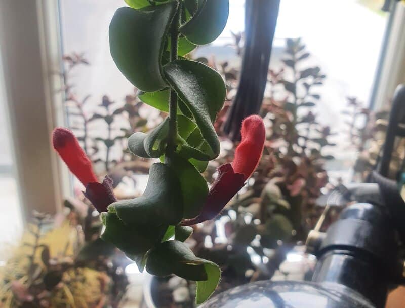 Lipstick Plants
