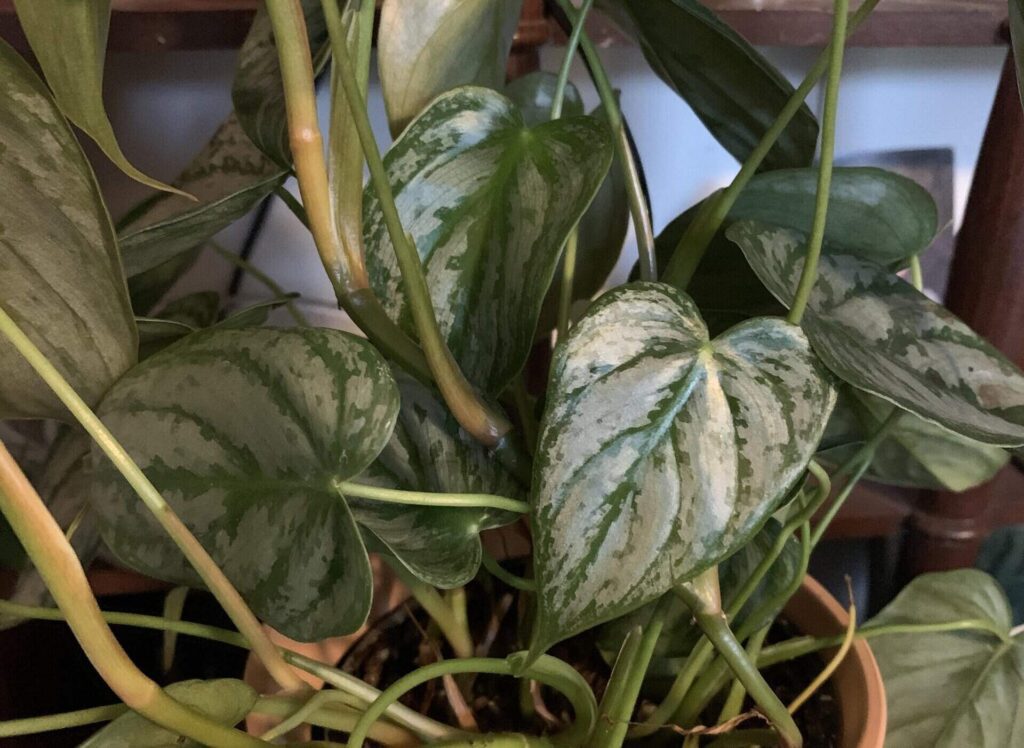 Philodendron Brandtianum Care