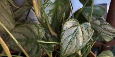 Philodendron Brandtianum Care