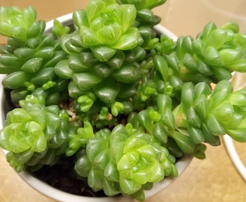 Pruning and Repotting Haworthia Cymbiformis