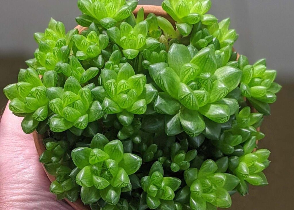 Haworthia Cooperi
