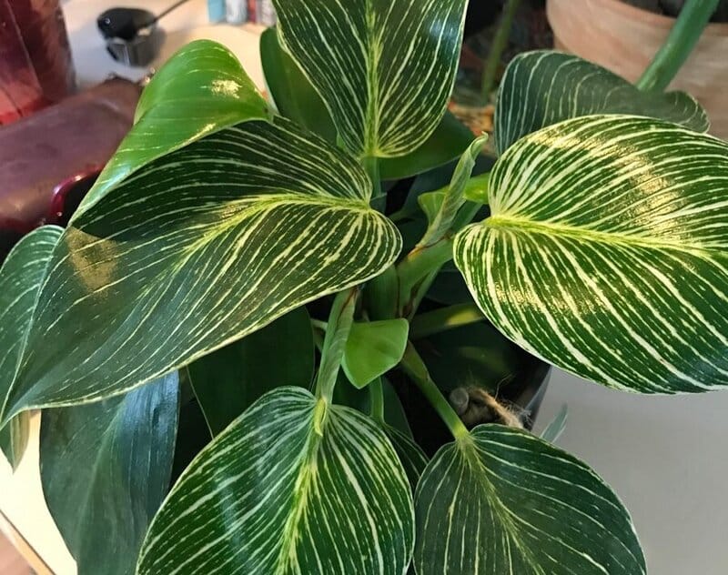 Philodendron Birkin loves moist soil