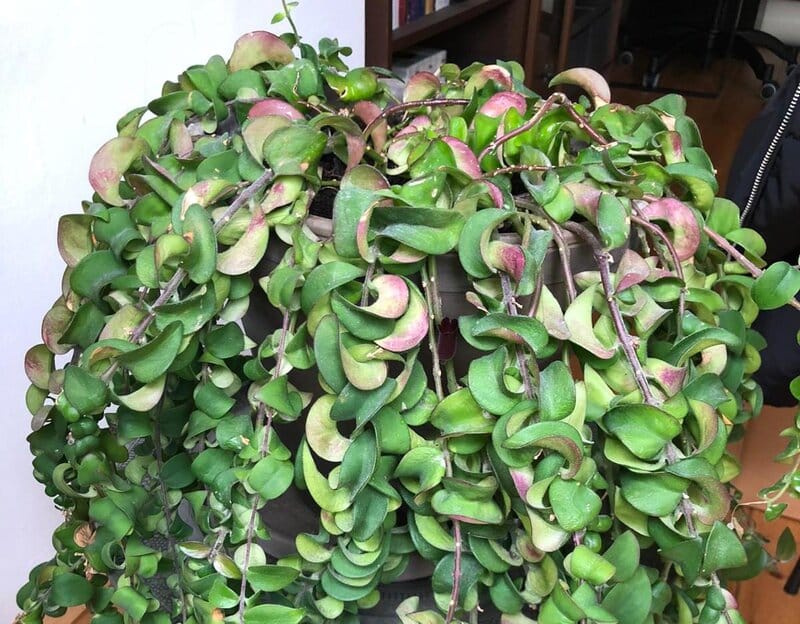 Aeschynanthus spp. – Lipstick Plants