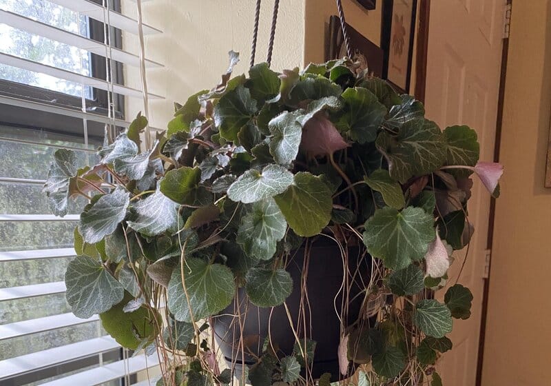 Saxifraga Stolonifera