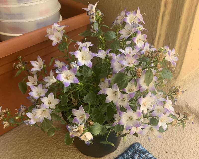 Campanula Isophylla – Italian Bellflower