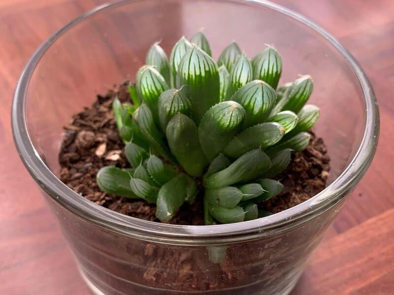 Haworthia Cooperi Watering Requirements