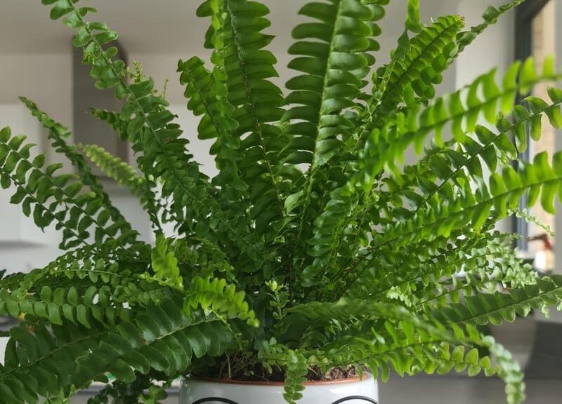 Boston Fern
