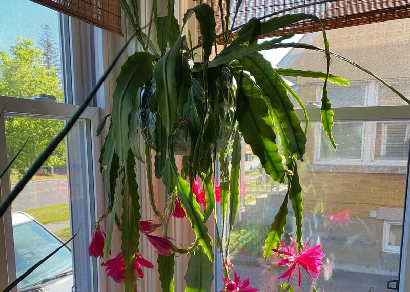 Epiphyllum spp. – Orchid Cacti