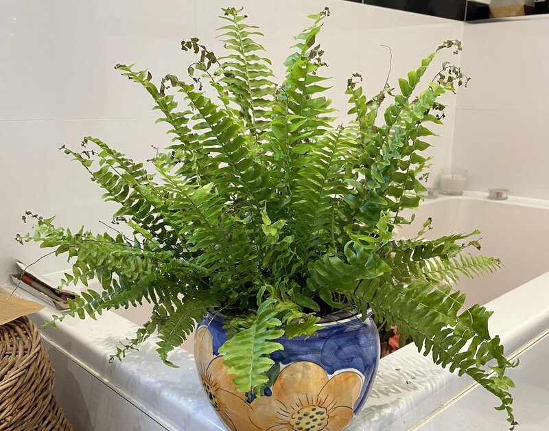 Boston Fern