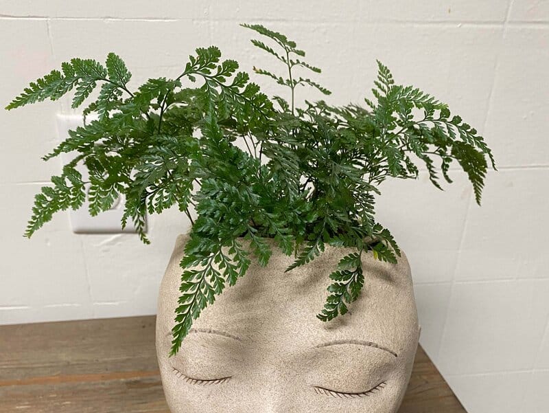 Davallia Fejeensis - Rabbit’s Foot Fern