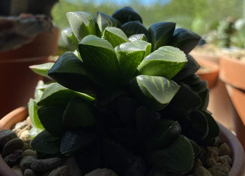 Light Requirements for Star Cactus Care