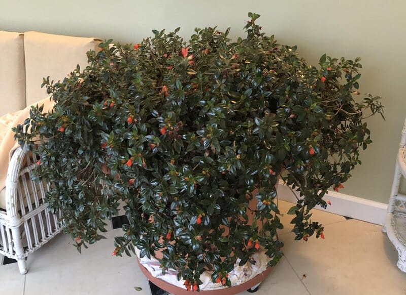 Nematanthus Gregarious – Goldfish Plant