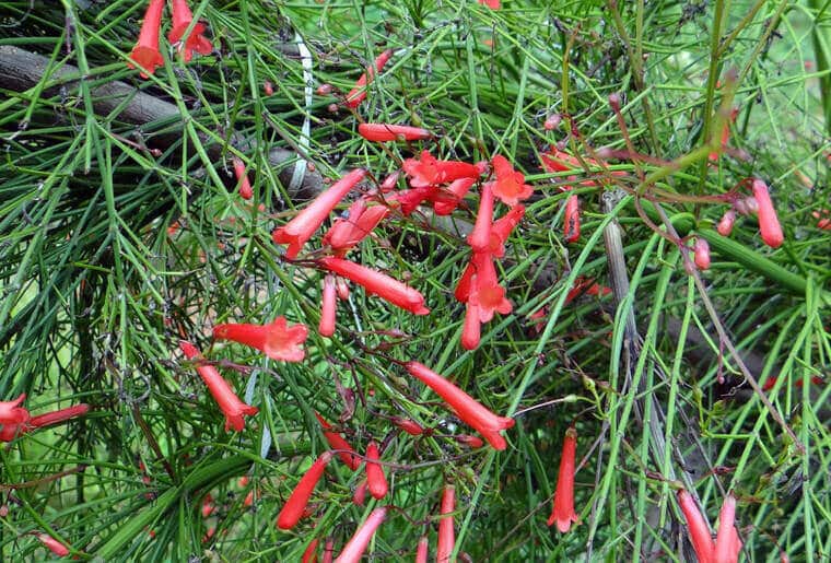 The Firecracker Plant