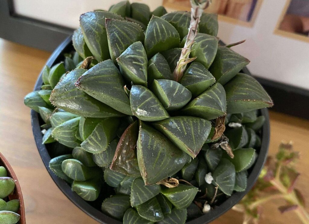 Haworthia Retusa Care