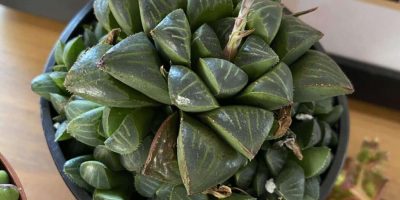 Haworthia Retusa Care