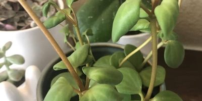 Peperomia Hope Common Problems and Solutions