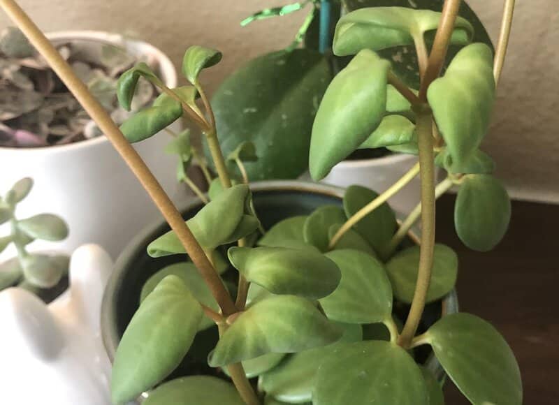 Peperomia Hope Common Problems and Solutions
