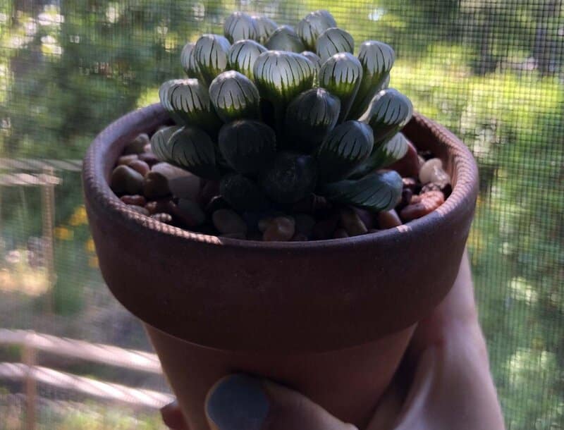 Light Requirements for Hawthoria Cooperi Care