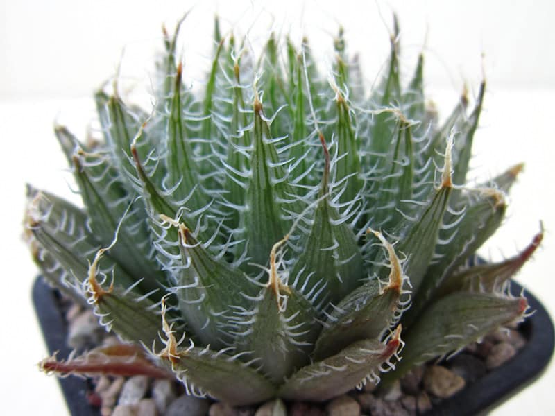 Haworthia setata
