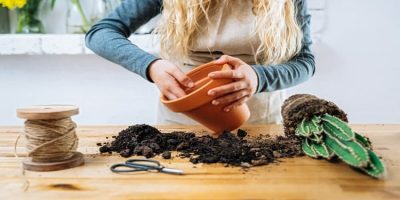 succulent soil plants