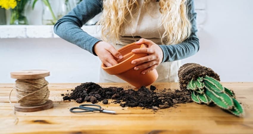 succulent soil plants