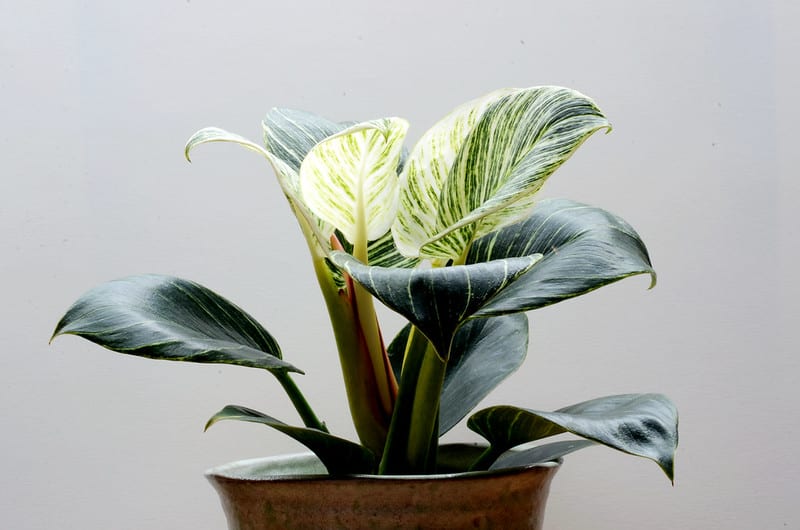 Philodendron Birkin doesn't like too high temperatures