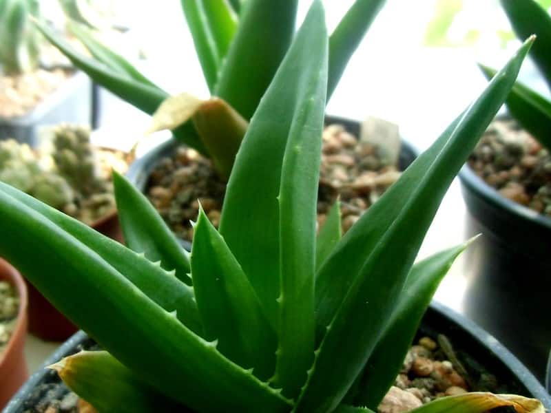 Haworthia is not Aloe 