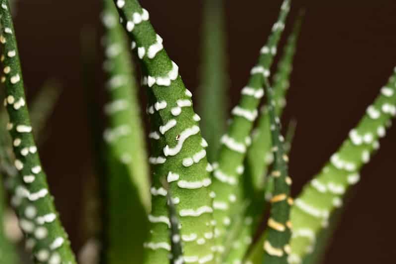 Haworthia fasciata