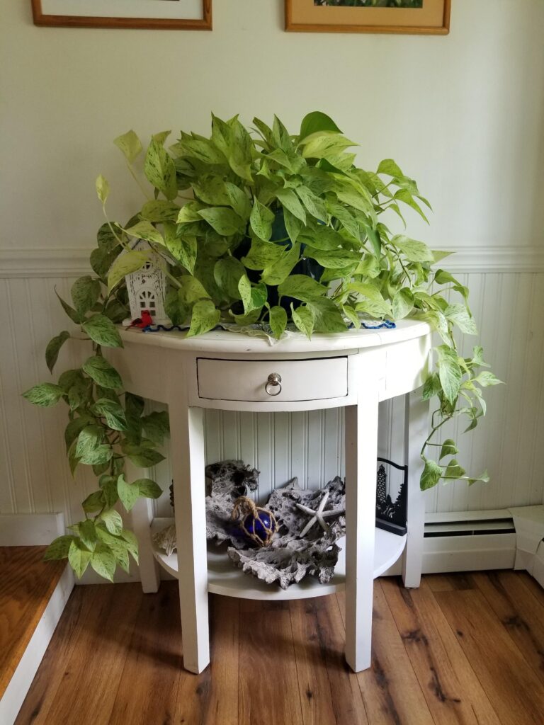 marble queen pothos