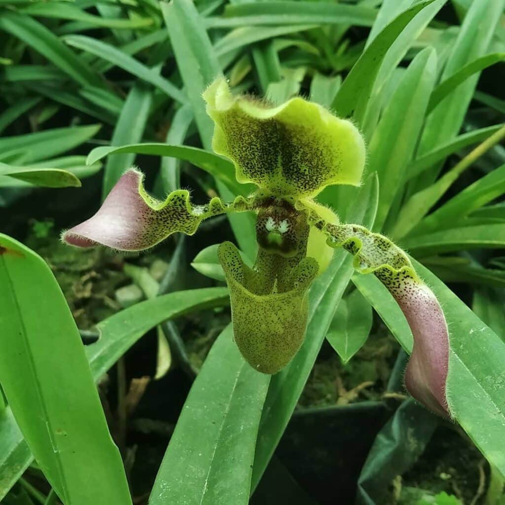 Slipper Orchid