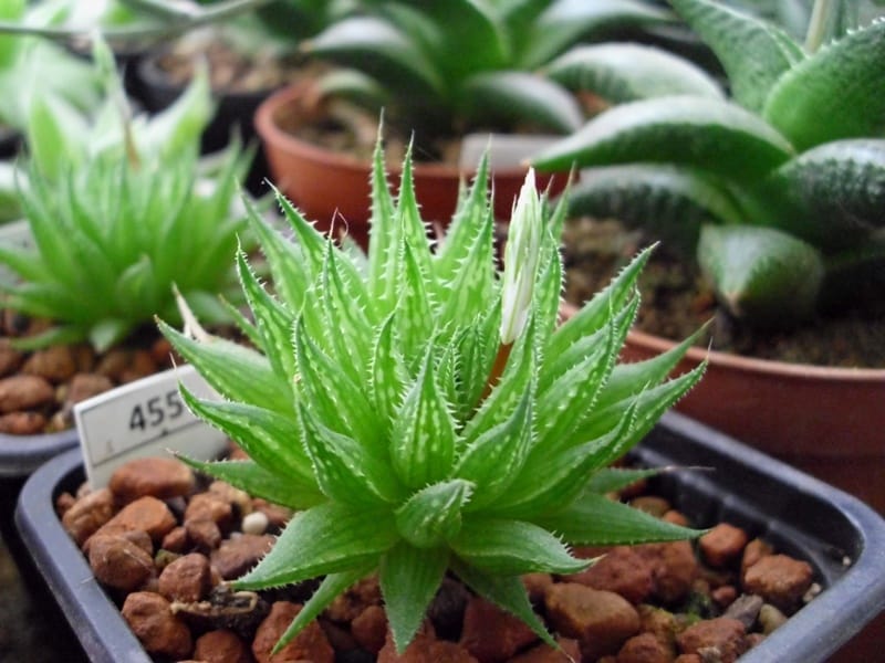 Haworthias are propagated from seeds and offsets