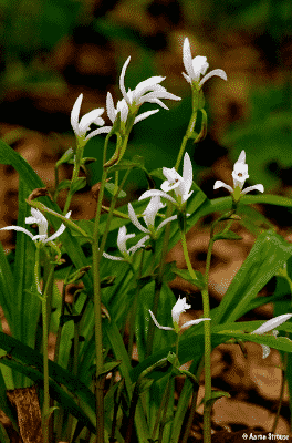 nodding pogonia