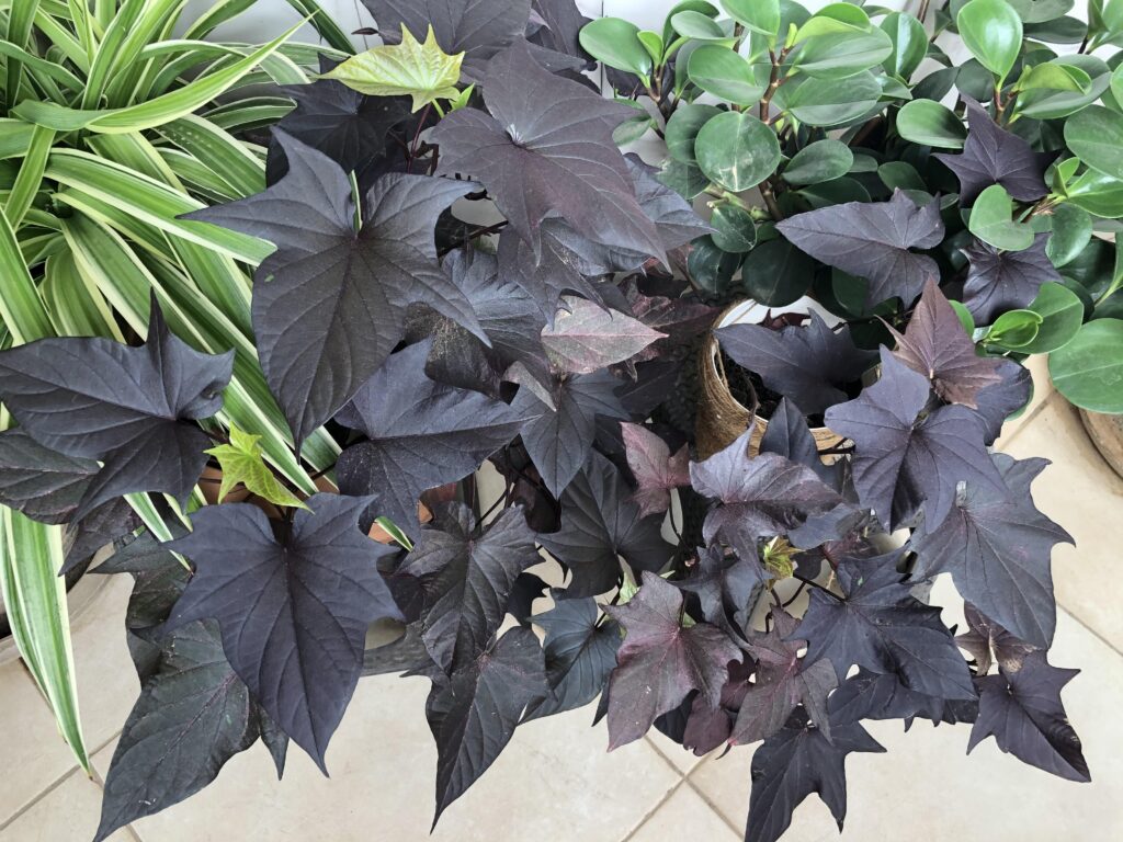 Sweet Potato Vine