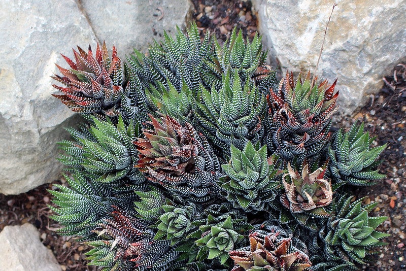 Haworthiopsis coarctata aka Haworthia coarctata