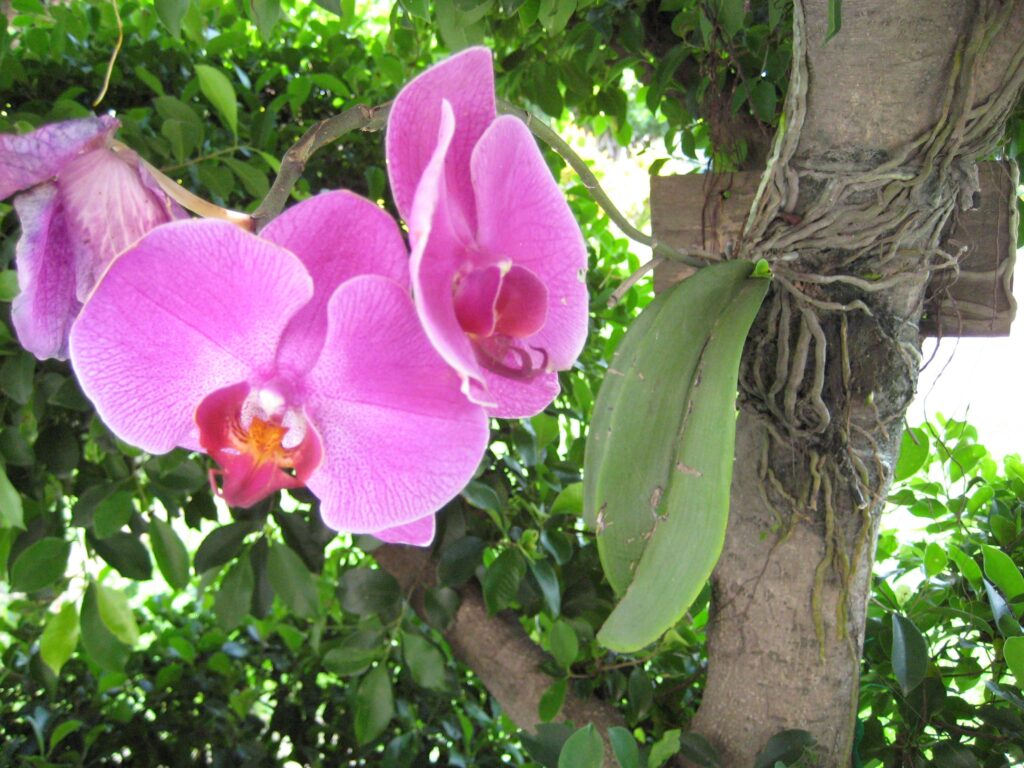 Phalaenopsis - Moth Orchid