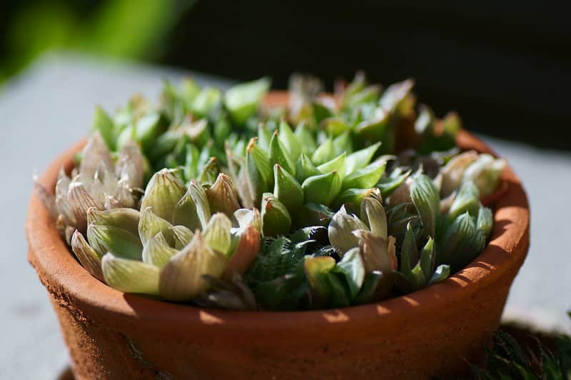 Haworthia species don't require continuous sunlight